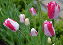 Тюльпан Тріумф Mata Hari (Мата Харі) 3 цибулинки, фото 4