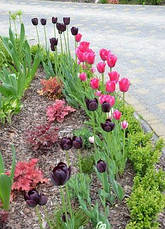 Тюльпан Тріумф Mata Hari (Мата Харі) 3 цибулинки, фото 5