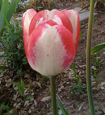 Тюльпан Тріумф Mata Hari (Мата Харі) 3 цибулинки, фото 2