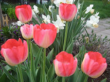 Тюльпан Тріумф Mata Hari (Мата Харі) 3 цибулинки, фото 3