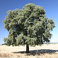 Дерево - найдавніший супутник людства