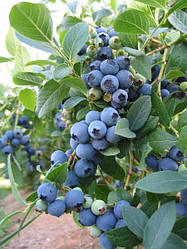 Лохина сорт Елліот 2-річні, пакет 3.5 л