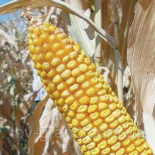 Семена кукурузы ( Лимагрейн ) ЛГ 30352 - фото 2 - id-p616844859