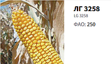 Насіння кукурудзи ( Лімагрейн) ЛГ 3258, фото 2