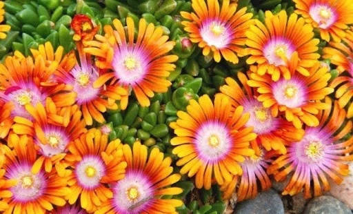 

11 Делосперма «Фаєр Спіннер» Делосперма «Фаєр Спиннер» Delosperma «Fire Spinner»