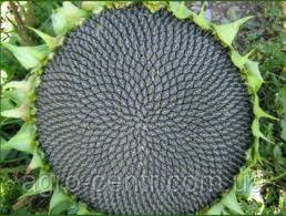 Насіння соняшника Донат під Євролайтинг (стандарт)