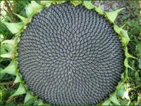 Насіння соняшника Донат під Євролайтинг