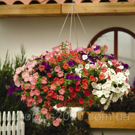 Насіння Петунія ампельна Ізі Вейв F1 Суміш 50 драже Pan American, фото 1