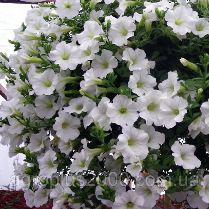 Насіння Петунія ампельна Ізі Вейв F1 Біла 50 драже Pan American