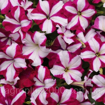 Насіння Петунія ампельна Ізі Вейв F1 Бургунді Стар 50 драже Pan American, фото 1