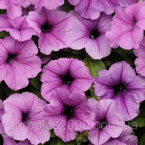 Насіння Петунія ампельна Ізі Вейв F1 Сливова з прожилками Plum Vein 50 драже Pan American