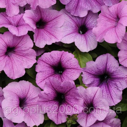 Насіння Петунія ампельна Ізі Вейв F1 Сливова з прожилками Plum Vein 50 драже Pan American, фото 1