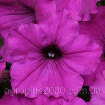 Насіння Петунія ампельна Ізі Вейв F1 Фіолетова 50 драже Pan American, фото 1