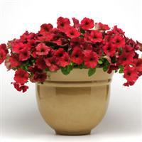 Насіння Петунія ампельна Ізі Вейв F1 Беррі Велюр 100 драже Pan American