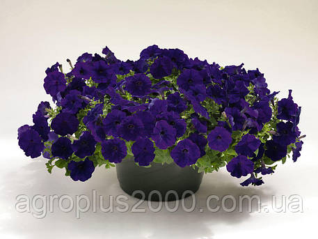 Насіння Петунія ампельна Ізі Вейв F1 Синій Велюр 100 драже Pan American, фото 1