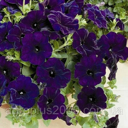Насіння Петунія ампельна Ізі Вейв F1 Синій Велюр 100 драже Pan American, фото 2