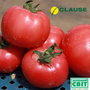 Насіння томату Афен F1 (Clause) 250 насіння — раннє (70 днів), РОЖЕВИЙ, круглий, індетермінантне.