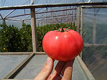 Насіння томату Афен F1 (Clause) 250 насіння — раннє (70 днів), РОЖЕВИЙ, круглий, індетермінантне., фото 5