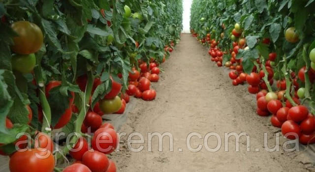 Вирощування популярних помідорів махітос в Україні