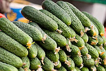 Насіння огірка Маринда F1 (Seminis), 1000 насіння — партенокарпік, ультраранний гібрид (40-45 днів), фото 5