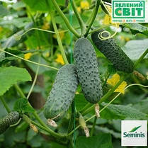 Насіння огірка Маринда F1 (Seminis), 1000 насіння — партенокарпік, ультраранний гібрид (40-45 днів), фото 3