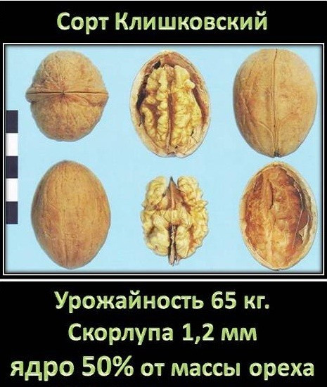 Саджанці горіха КЛІШКІВСЬКИЙ (дворічний) привитий