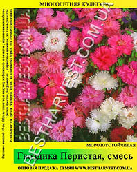 Насіння Гвоздика «Периста» суміш 50 г