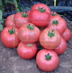 Насіння томату Торбей F1 1000 насінин (Бейо/Bejo) — середньо-ранній (70-75 днів), рожевий, детермінантний, круглий, фото 2