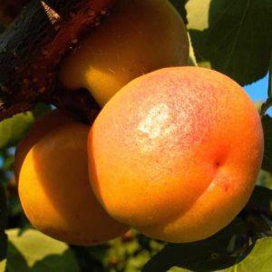 Абрикос Суперіор (середньостиглий), фото 1