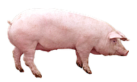 Натузим - Мультиферментный комплекс для свиней