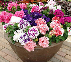 Насіння петунії