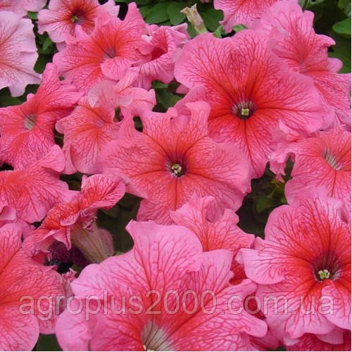 Насіння Петунія великоквіткова Танго F1 Червона з прожилками 1000 насінин Hem Genetics