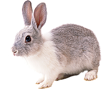 Натузим Мультиферментна кормова добавка для кроликів