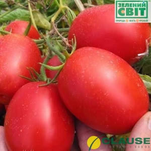 Насіння томата П'єтрароса F1 (Clause) 1000 семе — середній (115 днів), червоний, детермінантний, овальний, фото 2