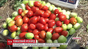 Насіння томата П'єтрароса F1 (Clause) 1000 семе — середній (115 днів), червоний, детермінантний, овальний, фото 3