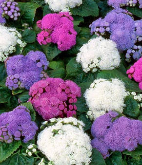 Агератум суміш 0,15 г насіння Яскрава, фото 3