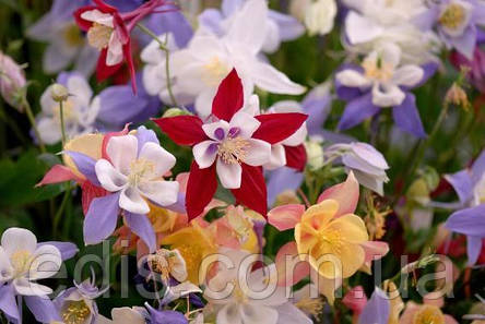 Аквілегія суміш 0,2 г насіння Яскрава, фото 2