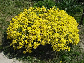 Аліссум скельний жовтий 0,2 г насіння Яскрава, фото 3