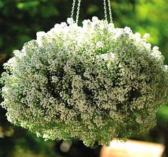 Аліссум білий 0,2 г насіння Яскрава, фото 3