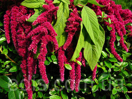 Амарант волотистий темно-червоний 0,3 г насіння Яскрава, фото 2