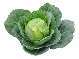 Капуста білокачанна