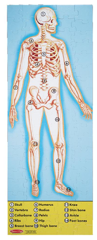 Двосторонній пазл підлоговий "Будова людини" 100 ел. /Human Anatomy Floor Puzzle-Double-Sided ТМ Melіssa & Doug MD445