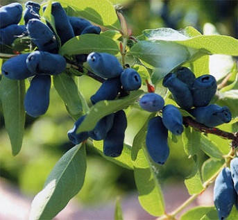 Саджанці жимолості "Карина", 1.5 річні (полуупакованные), фото 3