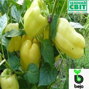 Насіння перцю Турбін F1 (Бейо/Bejo/Агропак+) 50 насінин — середньо-ранній (80 днів), кубоподібний, жовтий, солодкий, фото 3