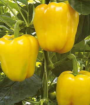 Насіння перцю Турбін F1 (Бейо/Bejo/Агропак+) 50 насінин — середньо-ранній (80 днів), кубоподібний, жовтий, солодкий, фото 1