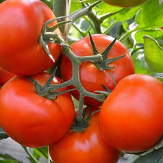Насіння томата Тобольск F1 50 насіння (Bejo/Агропак+) — ранній (70-72 дні), червоний, індитермінантний.