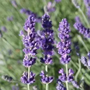 

Лаванда "DARK HIDCOTE BLUE" / Саженцы