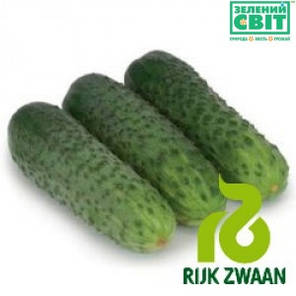 Насіння огірка Караоке F1 (Rijk Zwaan) 1000 насінин — партенокарпик, ранній гібрид (45 днів), фото 2