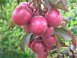 Алича почервона (Слива розтопирена Пісарді) саджанці