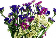 Насіння сухоцвітів